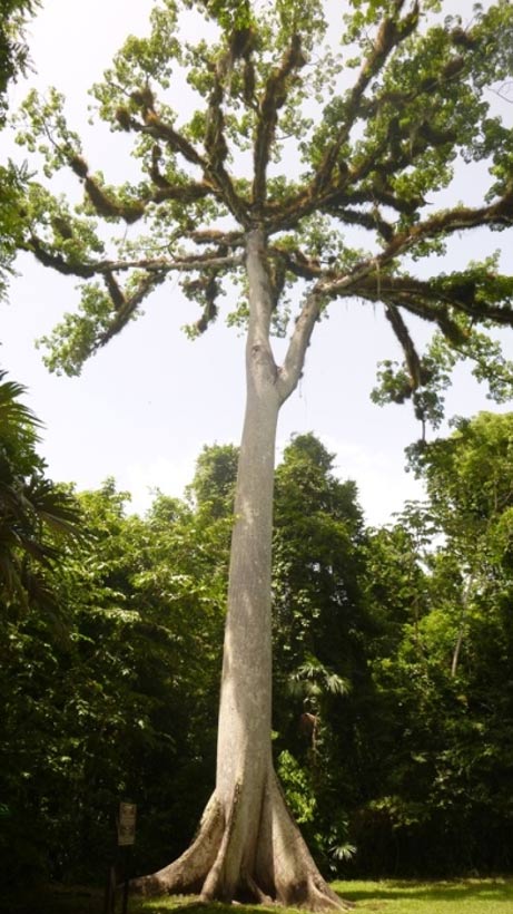 Ceiba Tree