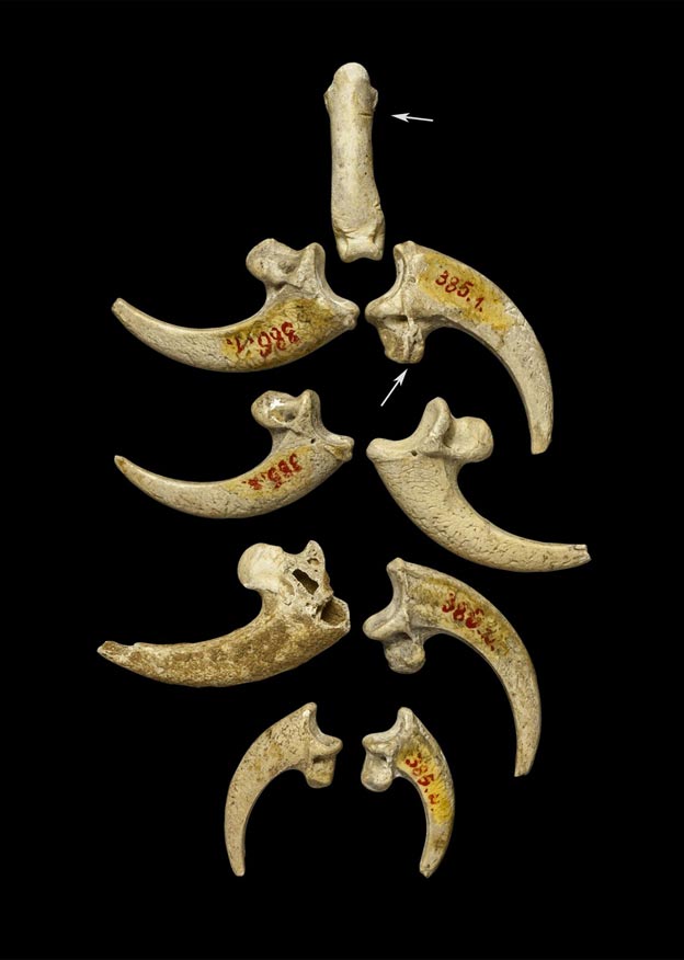 Neanderthal ornamentation? White-tailed eagle talons from the Neanderthal site at Krapina, Croatia, thought to be part of a jewelry assemblage, dated to around 130,000 years ago. 