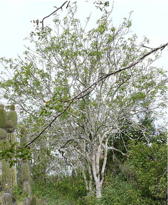 A Palo Santo tree (Bursera graveolens). 