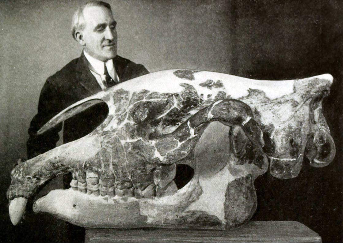 A photo of Preparator Otto Falkenbach with Indricotherium skull. 1923. 