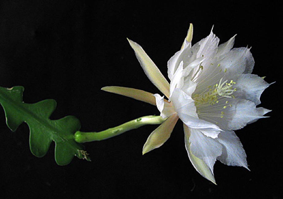 Queen of the Night - Epiphyllum oxypetalum. 