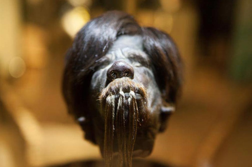 Shrunken Head at Cuenca Museum - Ecuador 