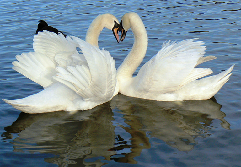 Swan (Hansa, हंस) is the symbol for Brahman-Atman in Hindu iconography. 