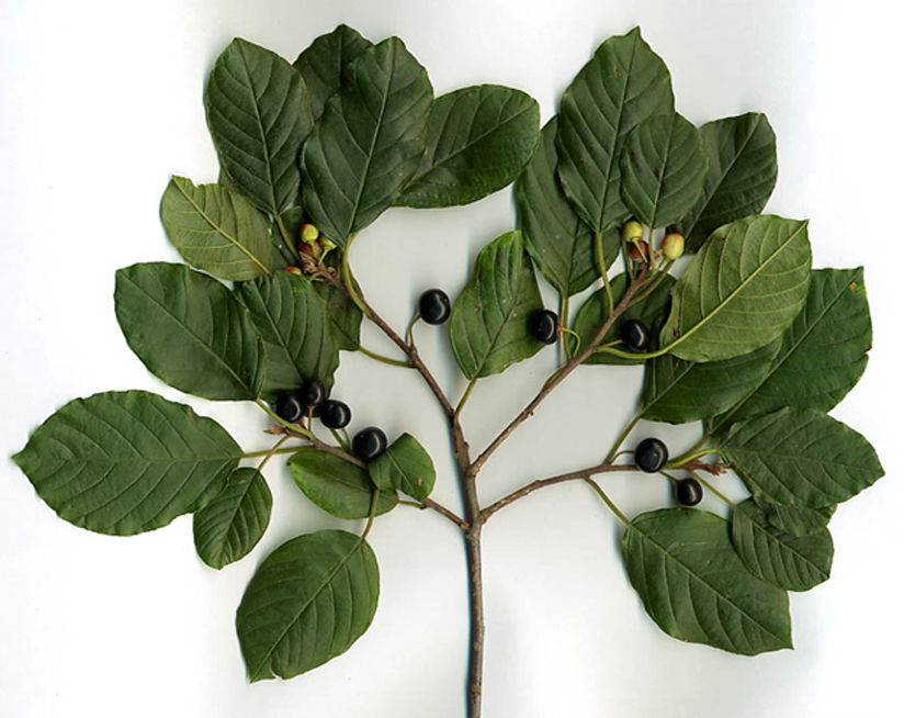 The buckthorn. Does this plant hold the ancient secret of immortality?