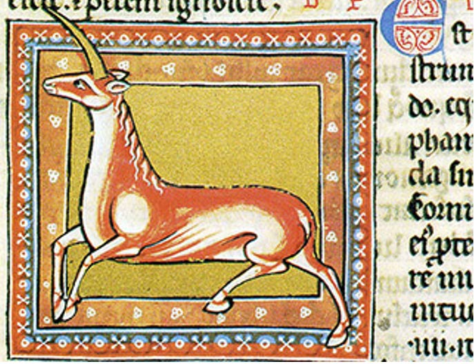 The monoceres, from the Greek accounts, depicted in the 12th or early 13th century Ashmole Bestiary. 