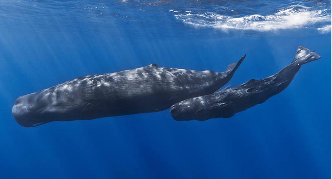 A mother sperm whale and her calf off the coast of Mauritius. 