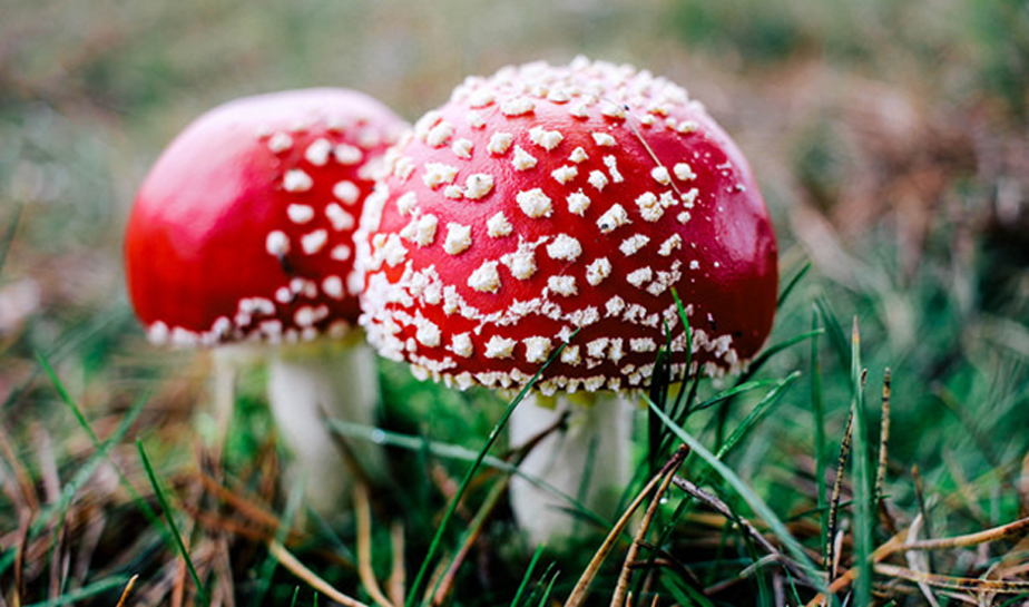 The mushroom Amanita muscaria.