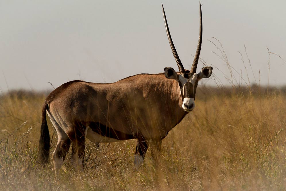 The oryx (Botswana, Africa). Did this animal inspire accounts of the unicorn? 